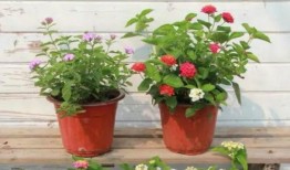 烟妹最新爆料新闻视频在线观看,最新爆料新闻视频在线观看，精彩内容抢先看！